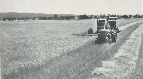 Harvesting barley, Balliang, 1958