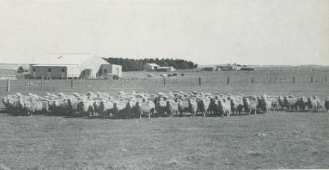 Sheep, woolshed and homestead, Woolsthorpe, 1958