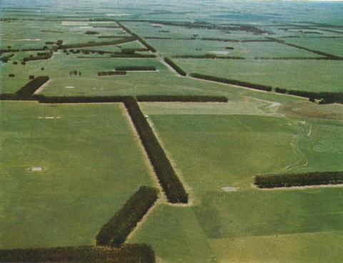 Windbreaks of sugar gums, Lismore, 1958