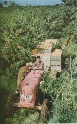 Harvesting peaches, Goulburn Valley, 1958