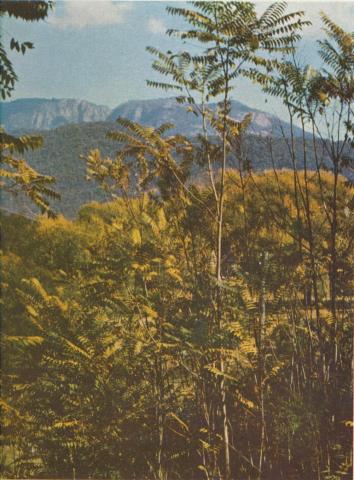 Mount Buffalo framed in ferns near Porepunkah, 1958
