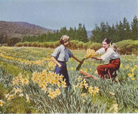 Daffodil time, Boronia, 1955