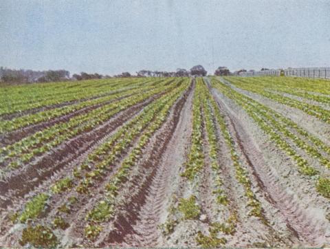 Lettuce cultivation, Braeside, 1955