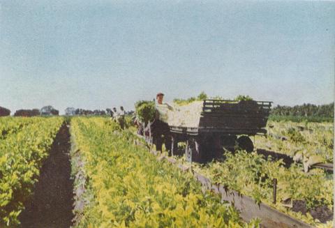 Loading celery, Keysborough, 1955