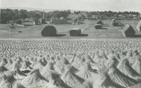 Flax production, Drouin, 1955