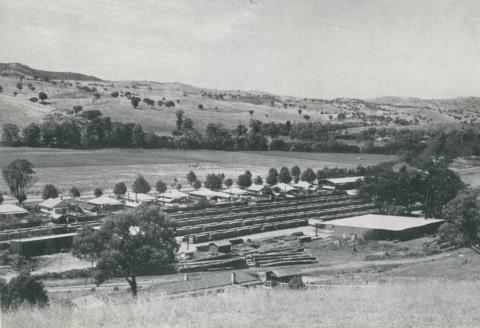 Saw milling, kiln seasoning and planing mill, Swifts Creek, 1955