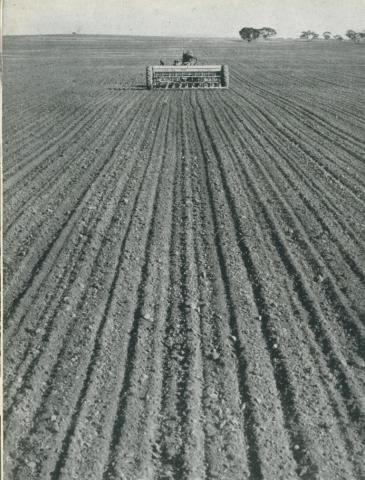 Sowing a wheat crop, Rupanyup, 1955