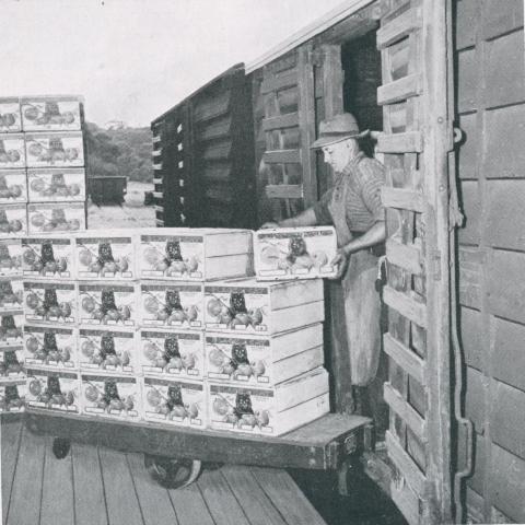 Loading apples into rail truck, Red Hill, 1955