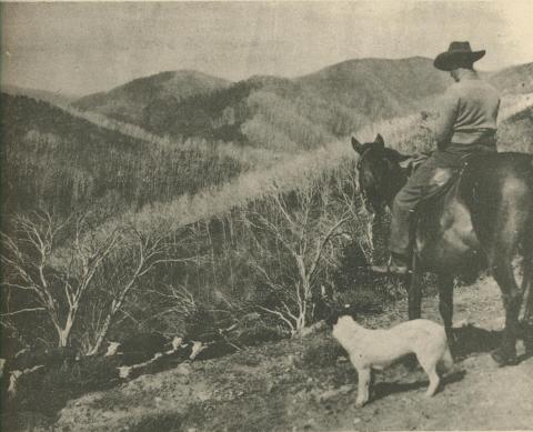 Mount St Bernard, Dargo High Plains, 1950