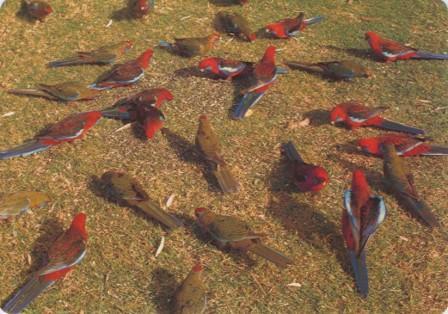 Rosella parrots, a common sight in the Wilson's Promontory National Park