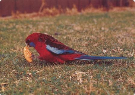 Crimson Rosellas feeding at Tidal River, Wilson's Promontory