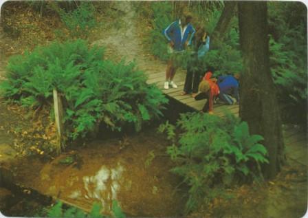 Lilly Pilly Gully Nature Walk, Wilson's Promontory