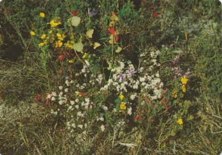 Wildflowers, Wilson's Promontory