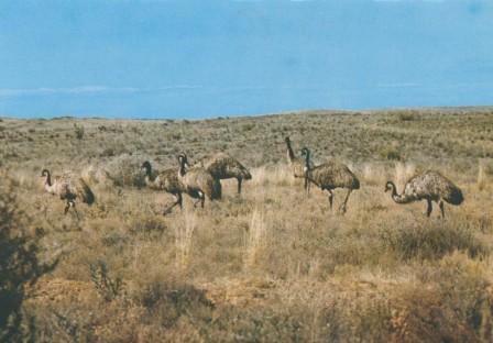 Emus, Wilson's Promontory