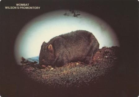 Wombat, Wilson's Promontory