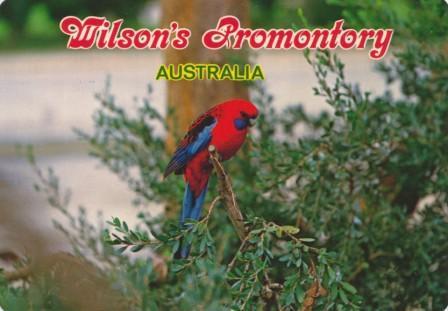 Crimson Rosella, Wilson's Promontory