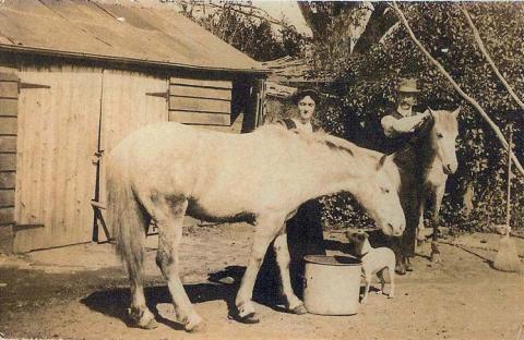 Back yard and buggy shed, farmyard, Sale, 1908