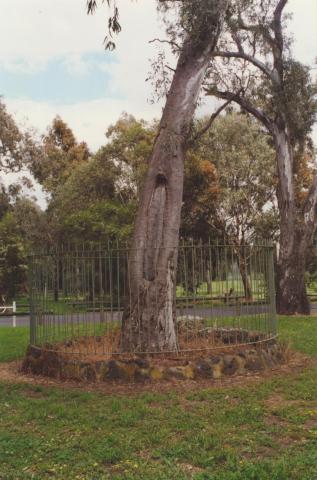 Bundoora Park scarred tree, 2000