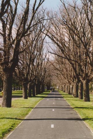 Elm walk, Bridge and Raglan Streets, Port Melbourne railway reserve, 2004