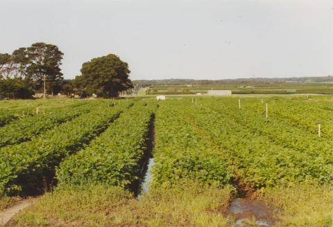 Market garden, corner Boneo and Browns Roads, Boneo, 2005