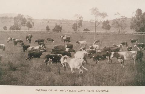 Mr Mitchell's dairy herd, Lilydale, 1905