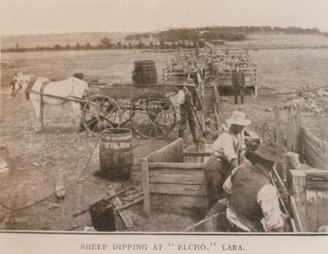 Sheep dipping at 'Elcho', Lara, 1909