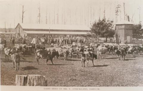 Mr Strickland's dairy herd, Darnum, 1909