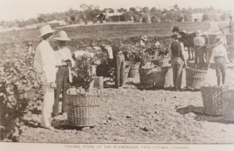 Rutherglen Viticultural College, 1910