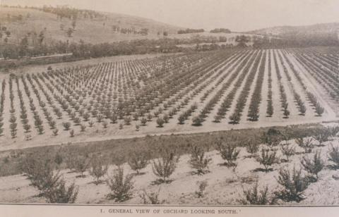 Pakenham, Toomuc Valley orchard, 1911