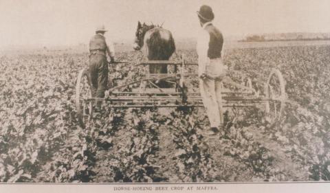 Horse hoeing beet crop at Maffra, 1911