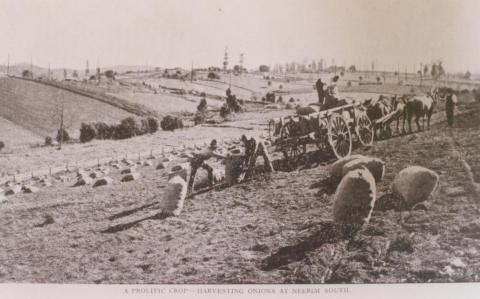 Harvesting onions at Neerim South, 1911