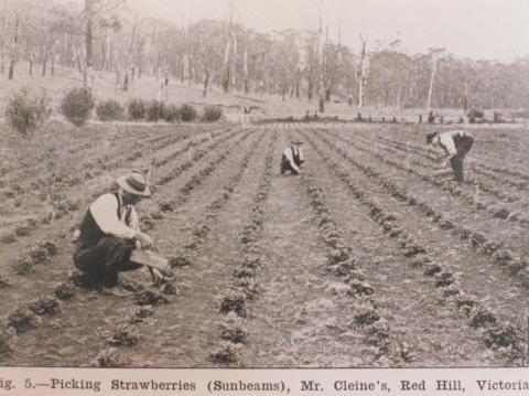 Picking strawberries (Sunbeams), Red Hill, 1914