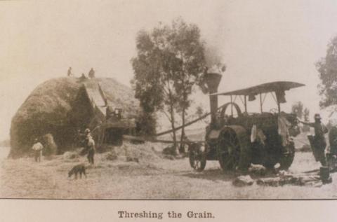 Threshing grain, Werribee, State Farm, 1916