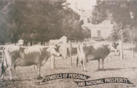 Mr Gordon Lyon's Jerseys, Banyule, 1917