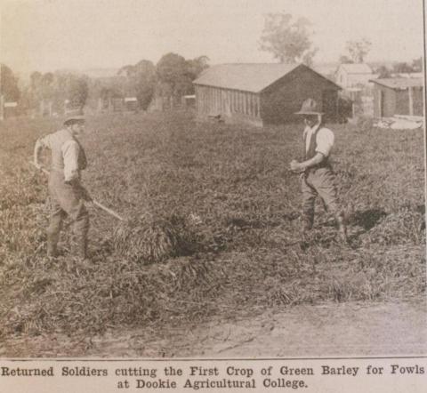 Returned soldiers cutting green barley, Dookie Agricultural College, 1918