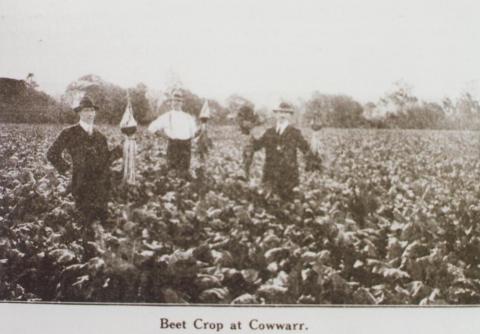 Beet crop at Cowwarr, 1920