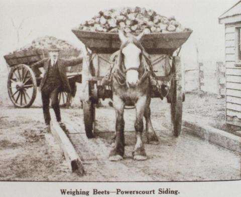 Weighing beets, Powerscourt siding, Maffra, 1920