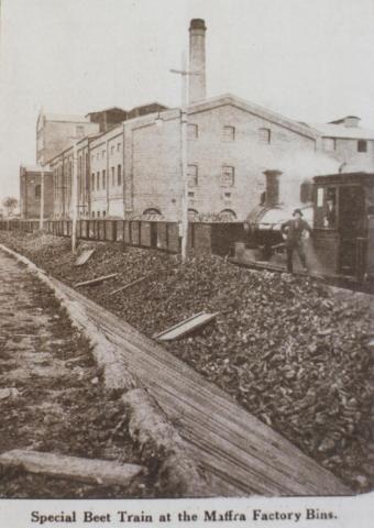 Special beet train at Maffra factory bins, 1920