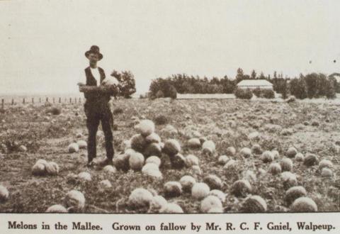 Melons grown by Mr Gniel, Walpeup, 1921