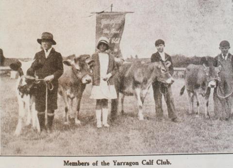 Yarragon calf club, 1931