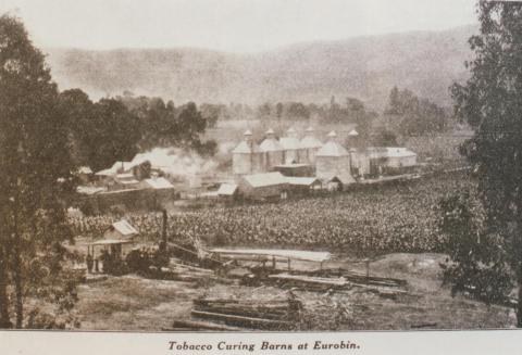 Tobacco curing barns at Eurobin, 1932