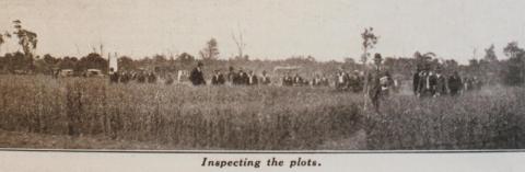 Mallee wheat tests, field day at Werrimull, 1932