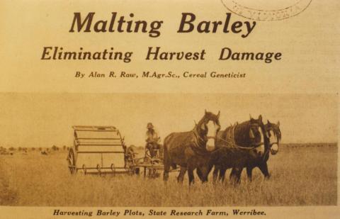 Harvesting barley plots, State Research Farm, Werribee, 1934