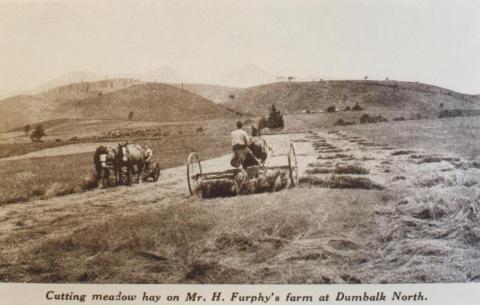 Cutting meadow hay at Dumbalk North, 1936