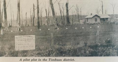 Pilot plot, Timboon district, 1936