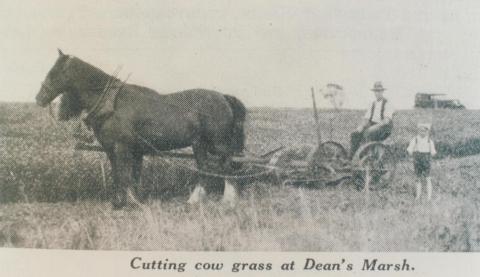 Cutting cow grass at Deans Marsh, 1936