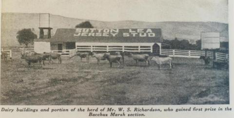 Mr W.S. Richardson's dairy herd, Bacchus Marsh, 1937