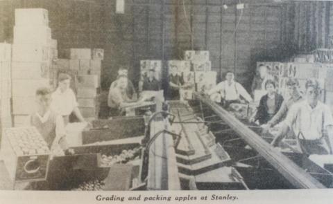 Grading and packing apples, Stanley, 1939