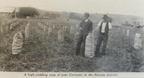 Crop of Late Carmans in Neerim district, 1939