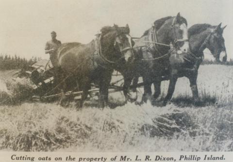 Cutting oats, Phillip Island, 1940